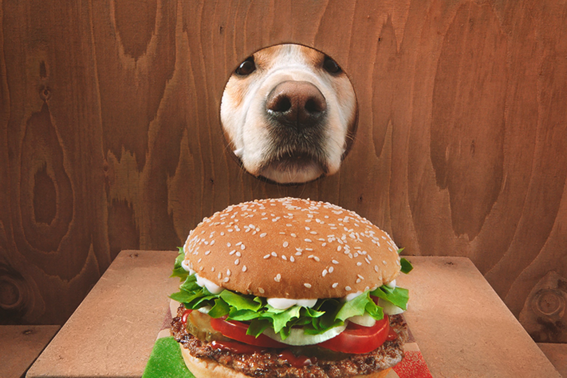 CURIOSIDAD HAMBURGUESERA: Flynn, el perro que localiza hamburguesas